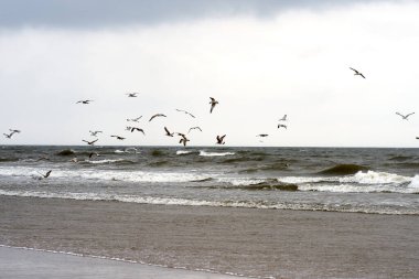Martılar denizde uçuyor.