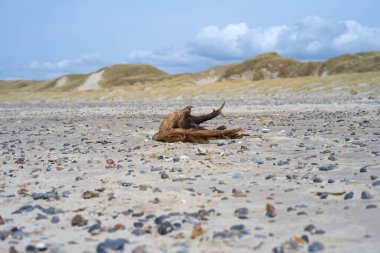 Sahilde bir ağaç kökü.