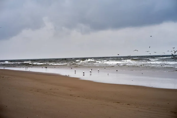 Чайки Пляжі — стокове фото