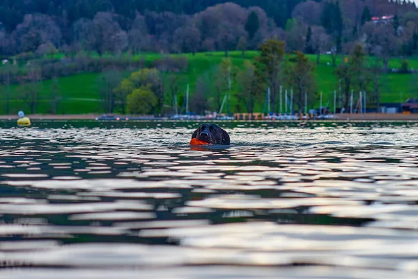 Zwarte Labrador Retriever Zwemt Het Meer — Stockfoto