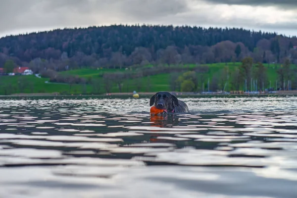 Zwarte Labrador Retriever Loopt Het Meer — Stockfoto
