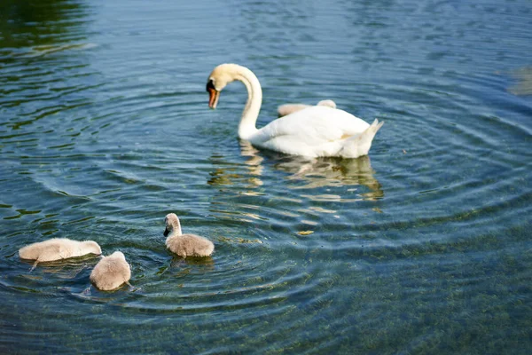Beautiful Swan Family Lake — Stock Photo, Image
