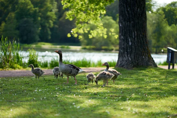 Family Wild Geese Park — Stock Photo, Image
