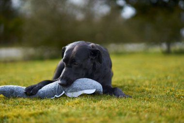 Aslan heykeli eski kasabanın şehrinde geceleyin