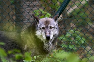 Ormandaki kurt melezi - Park