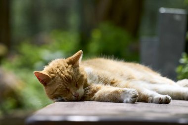 Kedi tahta tahtada uyuyor.