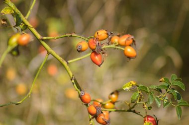 Kırmızı gül kalça meyvelerinin yakın plan, yeşil dallar ve bulanık arka plan