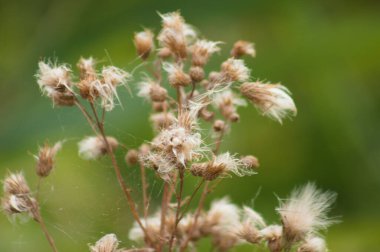 Yeşil bulanık arkaplan ile tüylü sürünen devedikeni tohumları yakın çekim