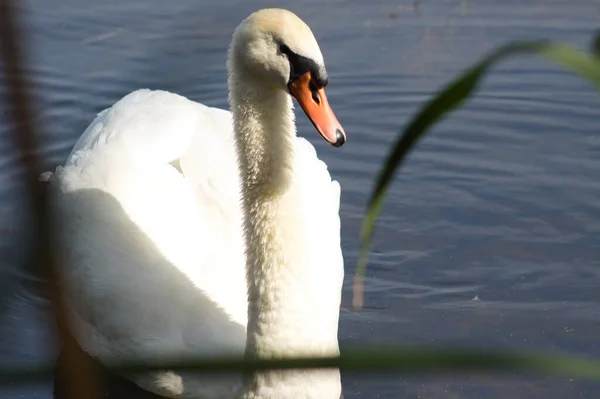Close-up of swan on rippled lake with selective focus on foreground