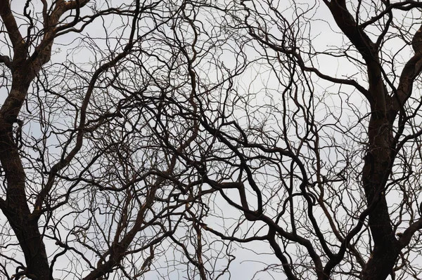Close-up of black creepy tree branches with blue sky on background