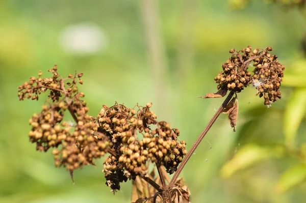 갈색마른 난쟁이 과일의 — 스톡 사진