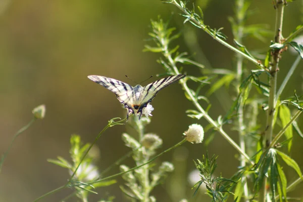 Gros Plan Papillon Queue Hirondelle Sur Une Plante Avec Accent — Photo