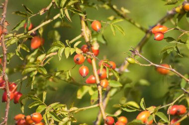 Gül kalçası. Kırmızı köpek gül meyvelerinin yakın plan ön planda seçici odaklı dalları