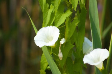 Close-up of white hedge bindweed flower with selective focus on foreground