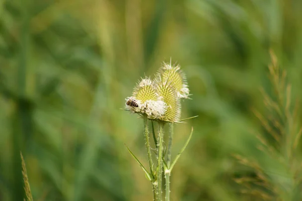 Detailní Záběr Včely Zeleném Semínku Čajové Lžičky Selektivním Zaměřením Popředí — Stock fotografie