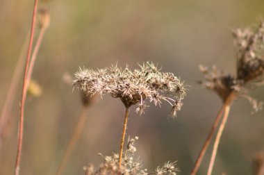 Kurumuş kahverengi havuç tohumlarının yakın plan görüntüsü bulanık.