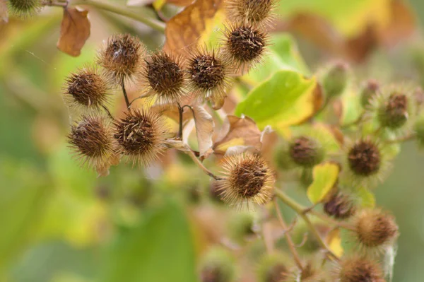 Arka Planda Yeşil Bulanık Bitkiler Olan Kahverengi Yünlü Dulavrat Tohumlarının — Stok fotoğraf