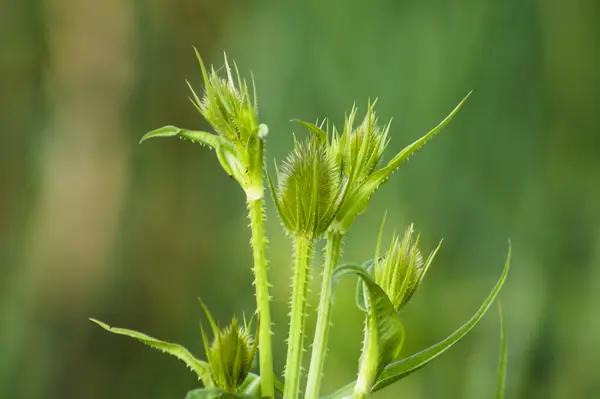 Close Green Wild Teasel Seeds Green Blurred Background — Fotografia de Stock
