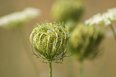 Arka planda bulanık havuç ve kapalı çiçeğin yakın çekimi