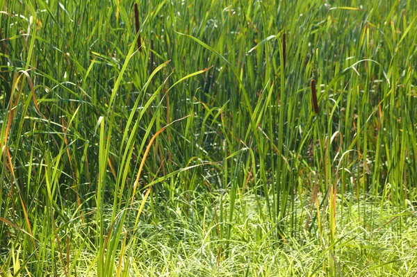 Close Cattail Folhas Largas Com Foco Seletivo Primeiro Plano — Fotografia de Stock