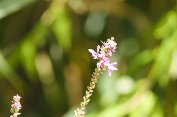 Arka Planda Bulanık Bitkiler Olan Mor Gevşek Çiçeğin Yakın Çekimi — Stok fotoğraf