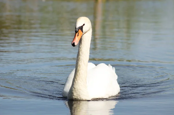 Close Swan Swimming Lake Frontal View Selective Focus Foreground — Stock Photo, Image