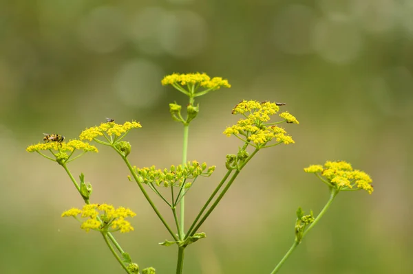 Zbliżenie Pasternak Żółte Kwiaty Pszczoły Zielonego Rozmytego Tła — Zdjęcie stockowe