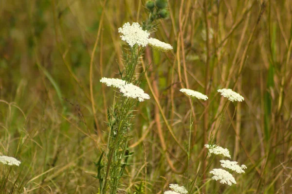 stock image Close-up of wild carrot inflorescence with selective focus on foreground