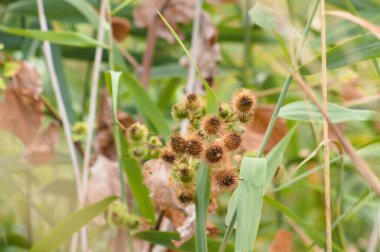 Önplanda seçici odaklı daha az kahverengi dulavrat tohumlarına yakın plan