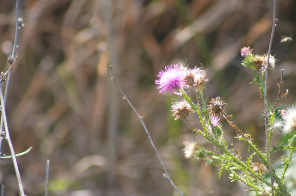 Close Spiny Plumeless Thistle Flower Seeds Selective Focus Foreground — Stock Photo, Image