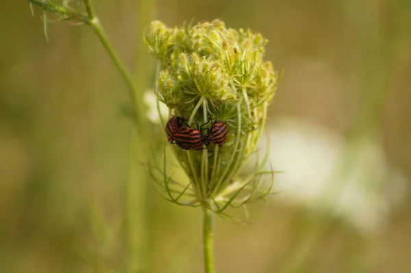 Close Red Stripped Bugs Wild Carrot Bud Green Blurred Background — Stock Photo, Image