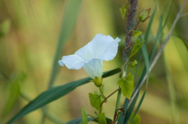 Önplanda seçici odaklı çit yosununun yakın plan görüntüsü