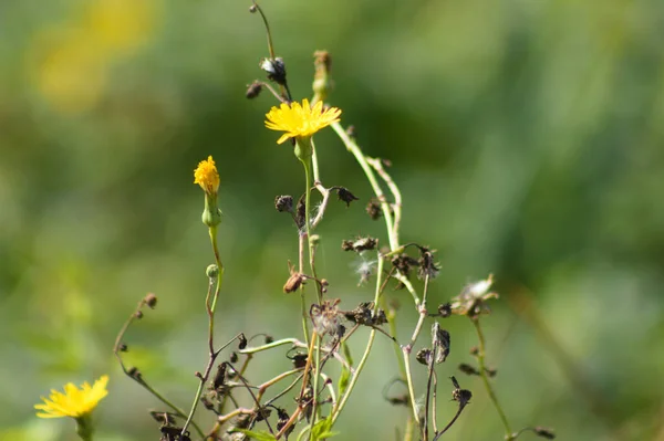 Zbliżenie Wieloletniego Kwiatu Ostrolistnego Zielonym Nieostrym Tłem — Zdjęcie stockowe