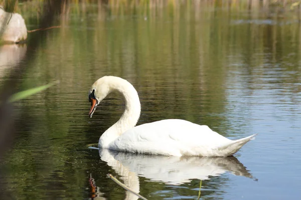 Close-up of swan floating on rippled lake with reflections side view