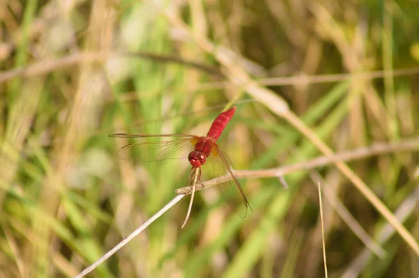 红蜻蜓的特写在分支正面视点上 有选择地聚焦于前景 — 图库照片