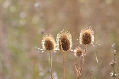 Kahverengi çatal yapraklı çay çekirdeğinin yakın plan görüntüsü bulanık.