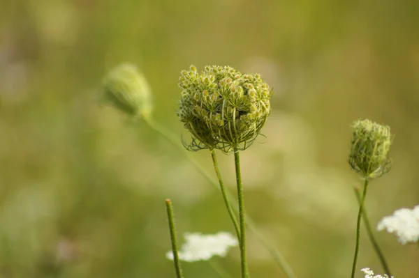 stock image Close-up of wild carrot bud with green blurred background