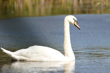 Dalgalanan gölde yüzen kuğunun ön planda seçici bir odak noktası ile yakın plan görüntüsü