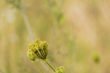 Arka planda yeşil buğulanmış bitkiler olan yaban havucu tomurcuğunun yakın çekimi