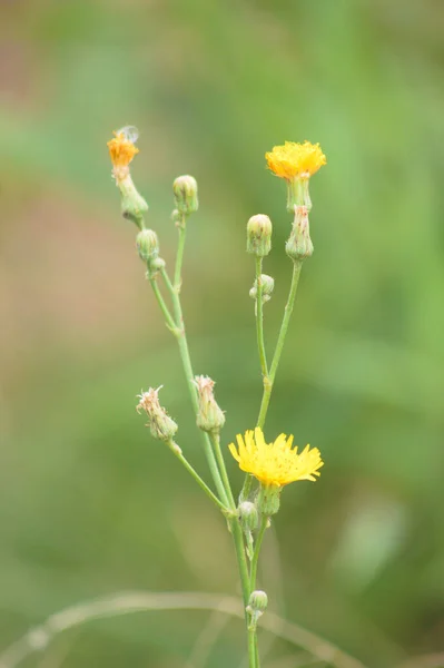 Close Perennial Sowthistle Flower Green Blurred Background — ストック写真