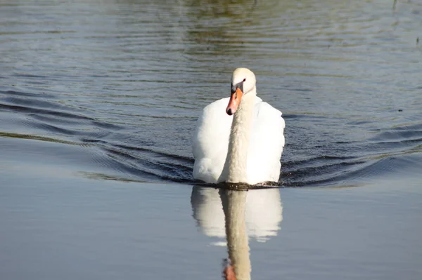 Close Swan Coming Water Reflections Selective Focus Foreground — Stock Photo, Image