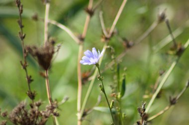 Önplanda seçici odaklı yaygın hindiba çiçeğinin yakın plan görüntüsü