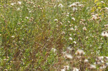 Tüylü devedikeni tohumlarının ön planda seçici bir odak noktası ile yakınlaştırılması