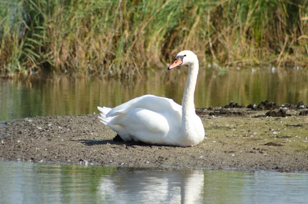 Close Cisne Sentado Pedaço Terra Meio Lago — Fotografia de Stock