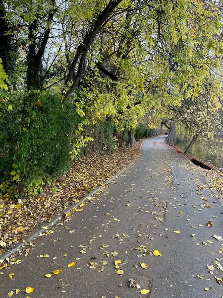 Weg Een Park Met Bomen Aan Rand Gele Bladeren Grond — Stockfoto