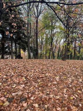 Sonbahar ormanına yakın yerde paslı yapraklar var.