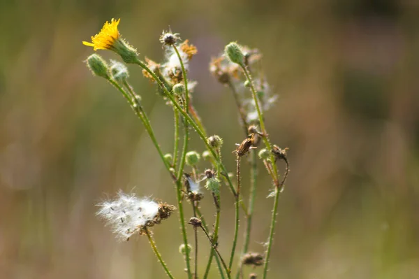 Bulanık Arkaplanı Olan Uzun Ömürlü Dişi Devedikeni Çiçeklerinin Yakın Çekimi — Stok fotoğraf