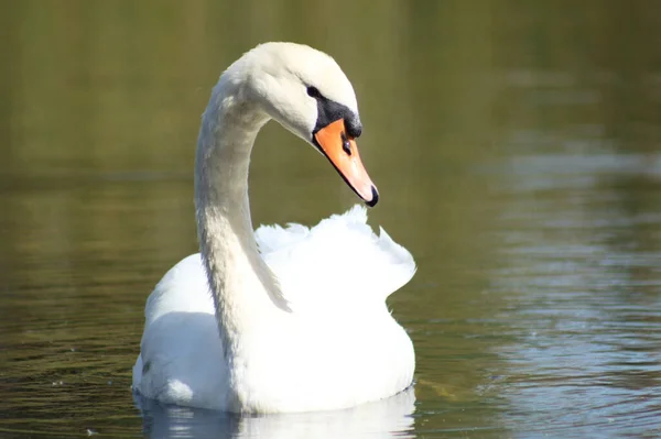 Close-up of a swimming swan with head side view