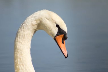 Close-up of white swan head side view with blue sky on background
