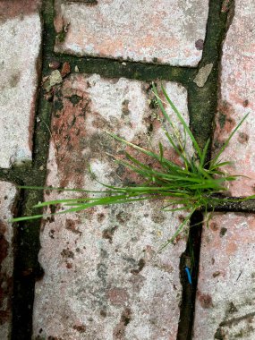 Close-up of grass that grows between the bricks portrait view